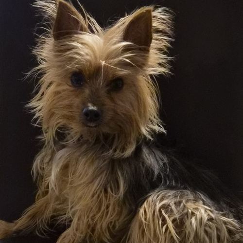 Jack the Yorkshire terrier standing on the floor