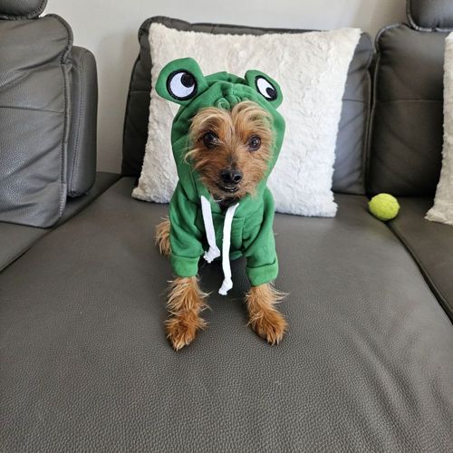 Jack wearing a green frog hoodie on the couch