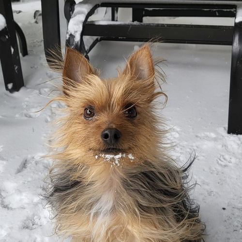 Jack the yorkie sitting in the Canadian snow