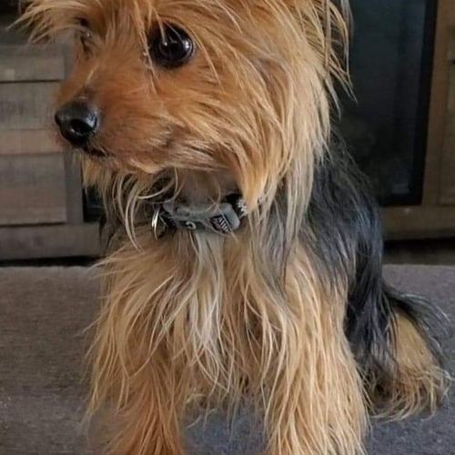 Close-up portrait of Jack the Yorkshire terrier