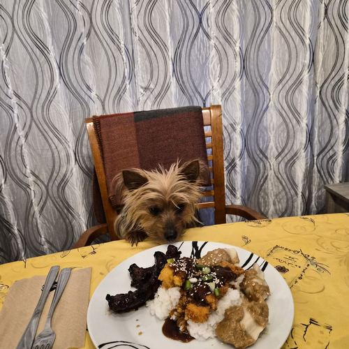 Jack staring at a plate of food from his chair at the table